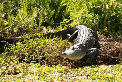 Air Boat Tour