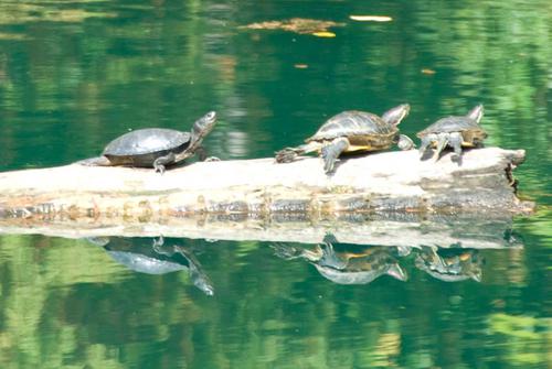 Meadowlark Gardens